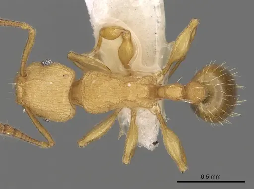 Tetramorium simillimum - CASENT0175482