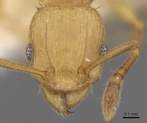 Tetramorium simillimum - CASENT0175482