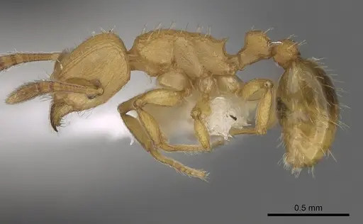 Tetramorium simillimum - CASENT0175482