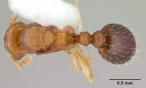 Tetramorium simillimum - CASENT0178440