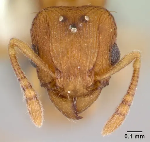 Tetramorium simillimum - CASENT0178440