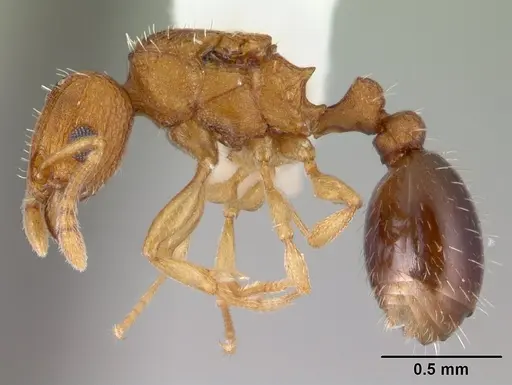 Tetramorium simillimum - CASENT0178440