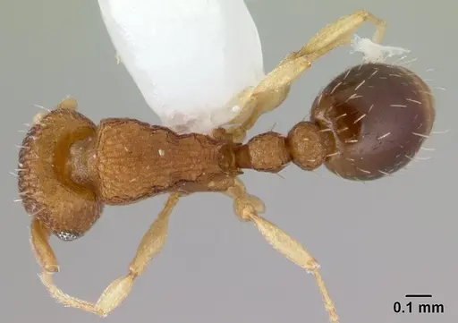 Tetramorium simillimum - CASENT0178441