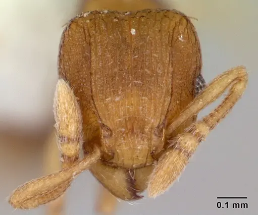 Tetramorium simillimum - CASENT0178441
