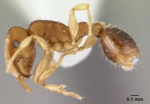 Tetramorium simillimum - CASENT0178441