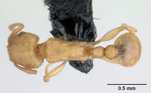 Tetramorium simillimum - CASENT0188894