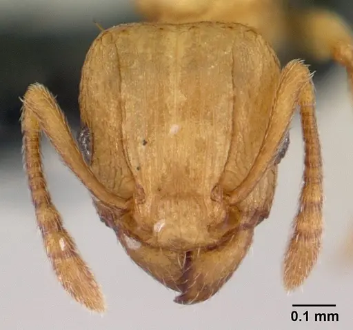 Tetramorium simillimum - CASENT0188894