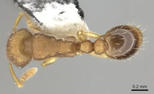 Tetramorium simillimum - CASENT0199890