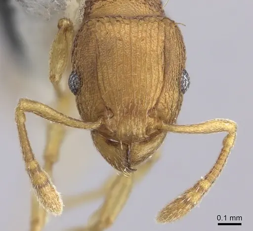 Tetramorium simillimum - CASENT0199890