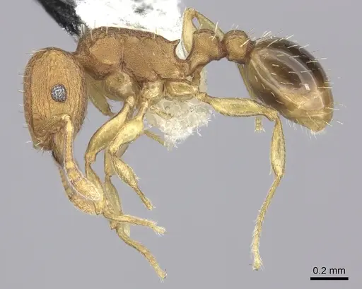 Tetramorium simillimum - CASENT0199890