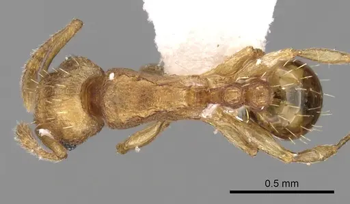 Tetramorium simillimum - CASENT0217225