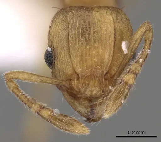 Tetramorium simillimum - CASENT0217225