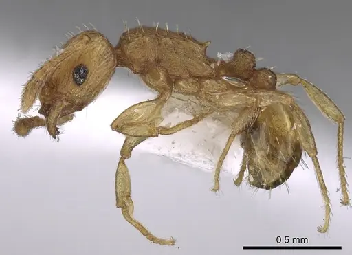 Tetramorium simillimum - CASENT0217225