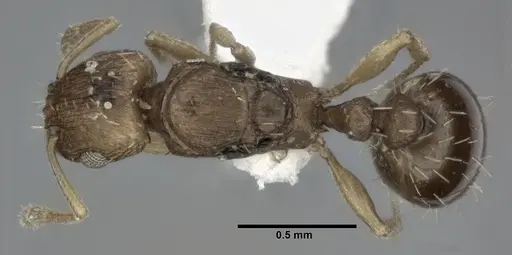 Tetramorium simillimum - CASENT0246155