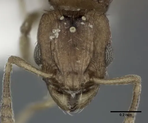 Tetramorium simillimum - CASENT0246155