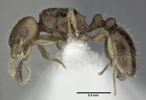 Tetramorium simillimum - CASENT0246155
