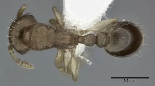 Tetramorium simillimum - CASENT0246156