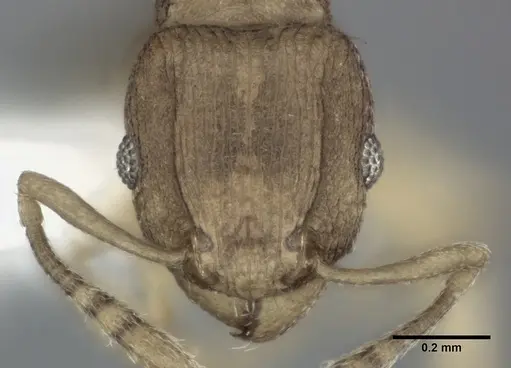 Tetramorium simillimum - CASENT0246156