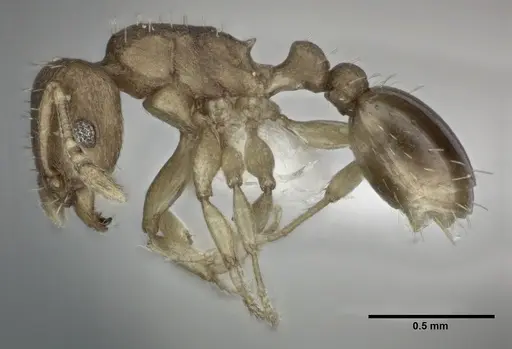 Tetramorium simillimum - CASENT0246156