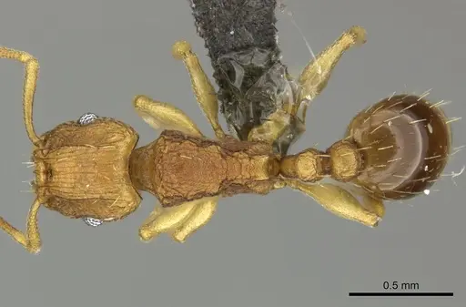 Tetramorium simillimum - CASENT0249020
