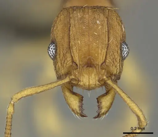 Tetramorium simillimum - CASENT0249020