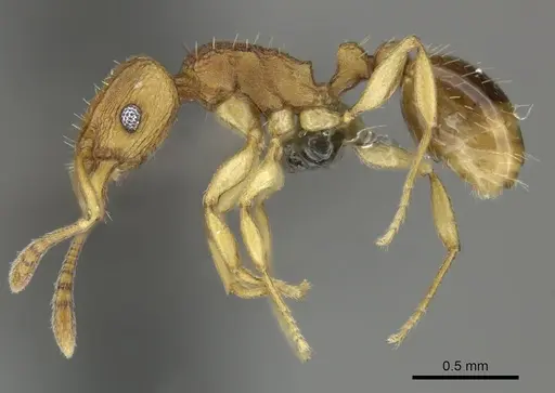 Tetramorium simillimum - CASENT0249020