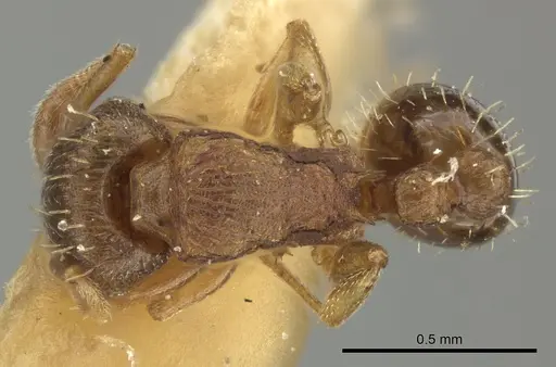 Tetramorium simillimum - CASENT0249091