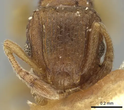 Tetramorium simillimum - CASENT0249091