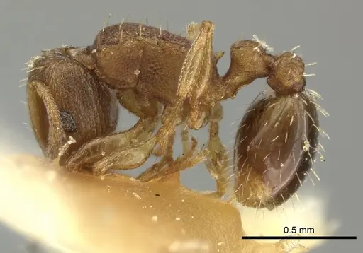 Tetramorium simillimum - CASENT0249091