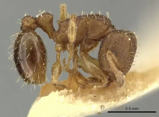 Tetramorium simillimum - CASENT0249091