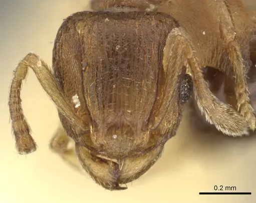 Tetramorium simillimum - CASENT0249092