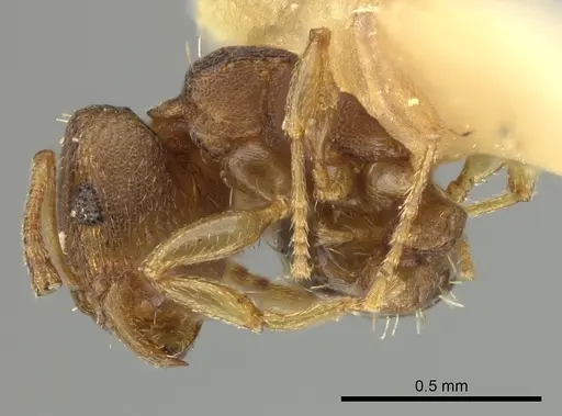Tetramorium simillimum - CASENT0249092