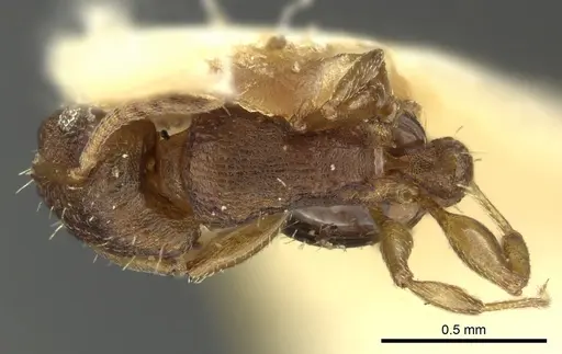 Tetramorium simillimum - CASENT0249093