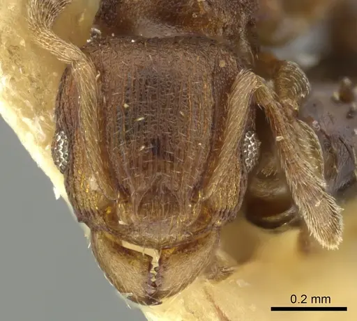 Tetramorium simillimum - CASENT0249093