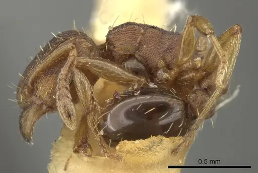 Tetramorium simillimum - CASENT0249093