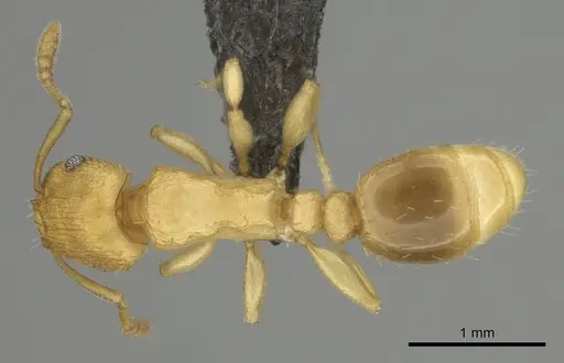 Tetramorium simillimum - CASENT0253353