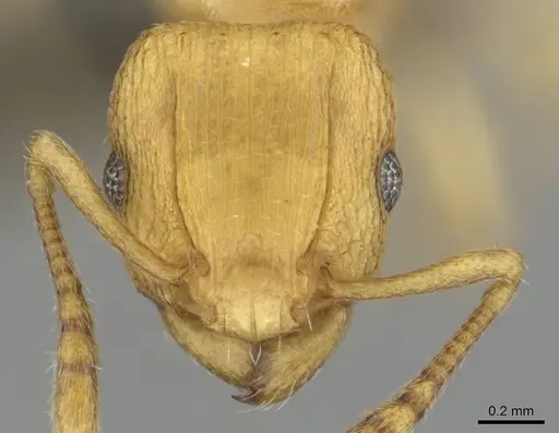 Tetramorium simillimum - CASENT0253353