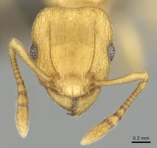 Tetramorium simillimum - CASENT0253353