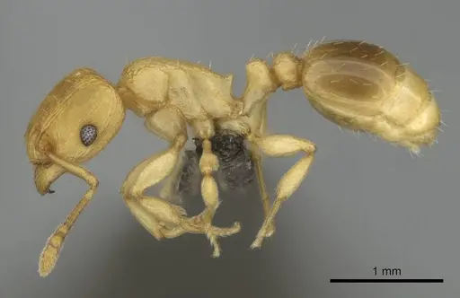 Tetramorium simillimum - CASENT0253353