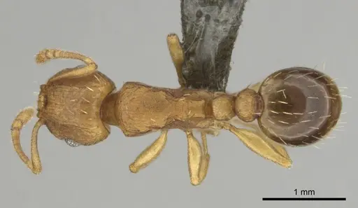 Tetramorium simillimum - CASENT0253358