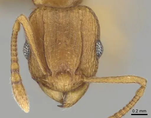 Tetramorium simillimum - CASENT0253358