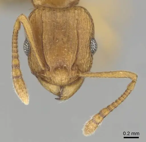 Tetramorium simillimum - CASENT0253358