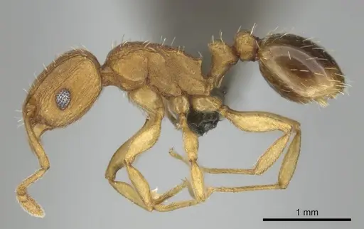 Tetramorium simillimum - CASENT0253358