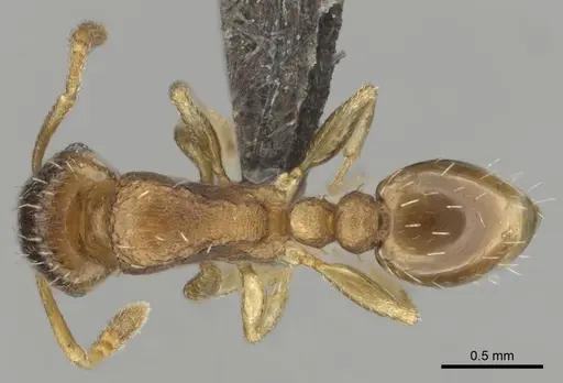 Tetramorium simillimum - CASENT0253365