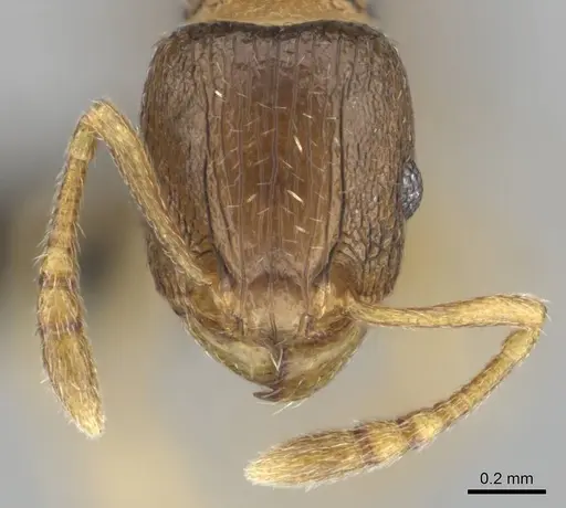 Tetramorium simillimum - CASENT0253365