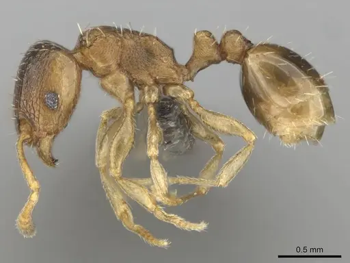 Tetramorium simillimum - CASENT0253365