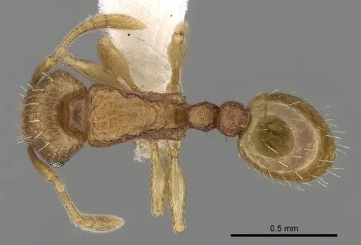 Tetramorium simillimum - CASENT0280854