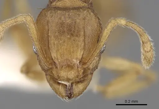 Tetramorium simillimum - CASENT0280854