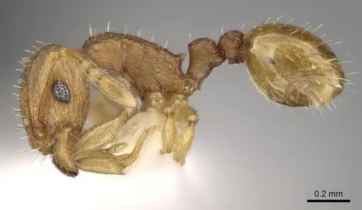 Tetramorium simillimum - CASENT0280854