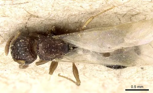 Tetramorium simillimum - CASENT0281192
